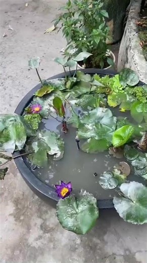 #sen_súng #lotus #nymphaea #garden #ptgreen