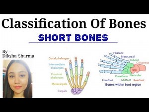 Classification of bones | Short bones | Carples, Metacarpals, Tarsels, Metatarsals, Phalanges |