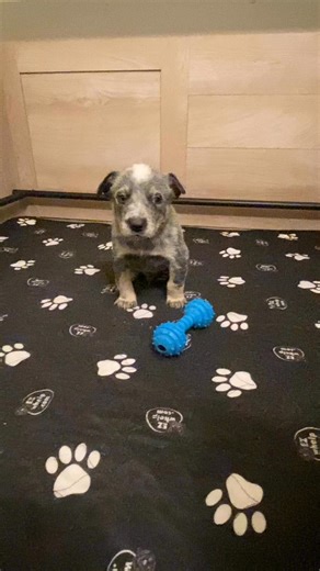 QB and Blitz 💙💙 #puppy #cutepuppy #miniheeler #minicattledog #puppies #genetictesting #blueheeler #australiancattledog #Kansas #sunflowers | Sunflower Mini Heelers