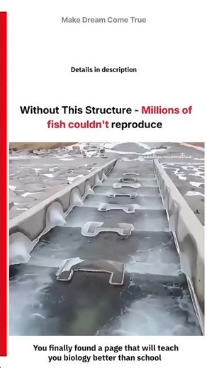 🌊 Without This Structure - 🐟 Millions of Fish Couldn't Reproduce | MDCT