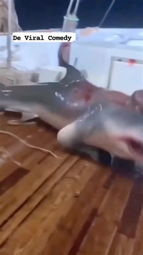 289K views · 669 reactions | Half Shærk,Half Human!! #mummyfroshforgovernor2027 #fypviral2025シ #bellaceevlogs #trendingreels #instablog9ja #explorepage #lifestyle #naijatrends #fyp #meta | De Viral Comedy | Facebook