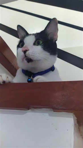 The word of the day is #catsoftiktok #cat #cats #tiktokcats