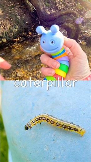 Bug Insect Names for Kids to Learn by the Branch: Butterfly Caterpillar Stink Bug Slug Leaf Insect