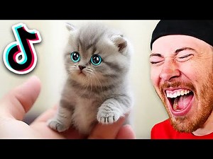 CUTEST Animals On Tiktok (Try Not To Laugh)