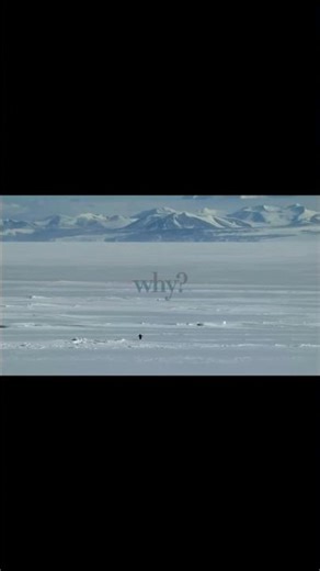 Penguin, Depressed...🐧 But Why?