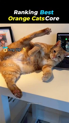 Ranking Best Orange Cats Core Moments! 🧡🐱😂 #funny #cat #memes