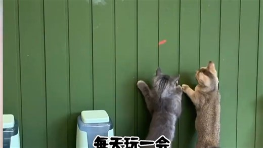 12种趣味互动模式，Magic监控机器人让毛孩子不再孤单