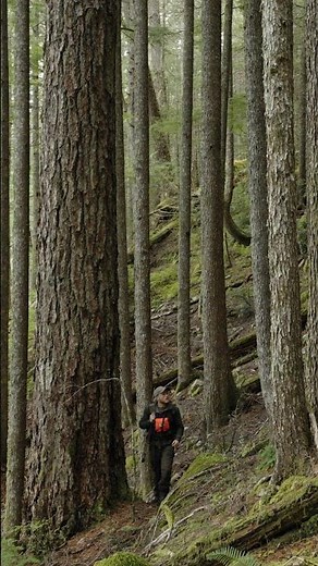 Silent Hunting Blacktail Deer in Old Growth Forests on Vancouver Island