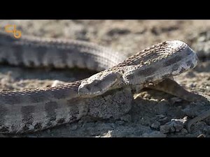 Levantine Viper – Azerbaijan's Largest Venomous Snake! | Deadly Beauty |Snakes of Azerbaijan