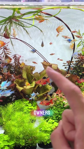 Captivating Midnight Fish Dance Captured on Camera