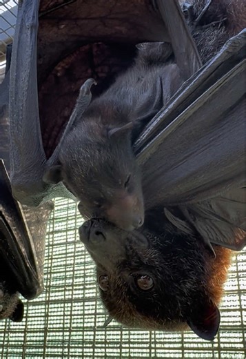 Variable Flying Fox Mom Cares for Her Pup