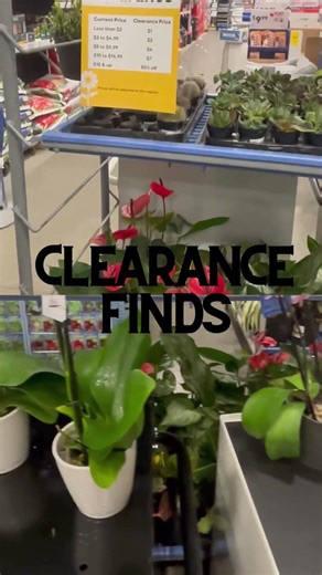 New Lowe’s Plant Shopping- Dec 2025- Full shopping video drops soon!