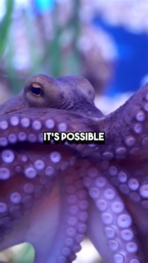 Octopus are Aliens? 🐙 w/ Brian Cox