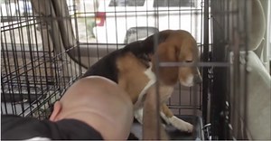 Locked up and tested their entire lives, these Beagles had never seen the light of day—until now
