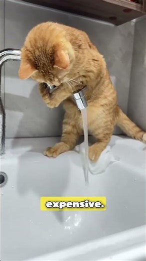 OH NO, HELP THIS CAT 😂