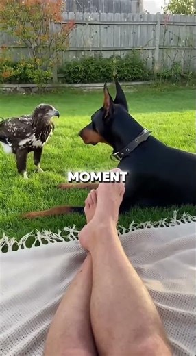 Man Rescues Eagle And Raises It!