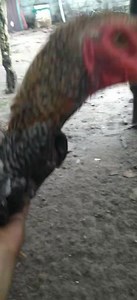 Jamm Lang pila na ni eded yah😅😅 pa post admin...thnx.. | Junior Kilat