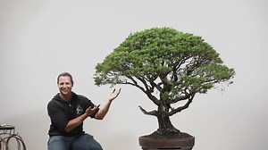 7.9K views · 405 reactions | Start or advance your bonsai journey with education by world renowned bonsai professional Ryan Neil as we celebrate our 4-year anniversary of Mirai Live! Get 10% off your first month or annual membership for all new Mirai Live subscriptions with promo code SPRING10. Offer ends April 22nd, 2021. | Bonsai Mirai | Facebook