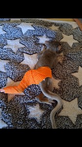 3.6K views · 187 reactions | ⚠️ WARNING⚠️ This video contains pics...