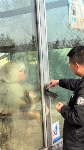 Zoo Animal Feeding Pull-Cage – A Safer Feeding Solution!”