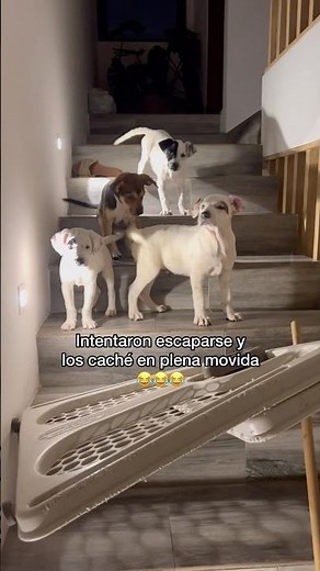 Sus perritos también hacen travesuras? 😂Tengo unos cachorritos prófugos de la justicia jajajaja 😂