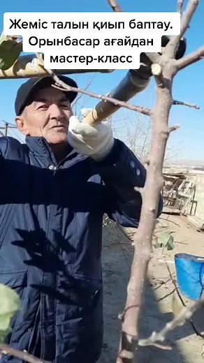 Tree Grafting Techniques for Beginners