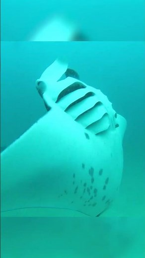 Manta Ray Cyclone Feeding #saveourseasfoundation #cyclonefeeding #mantarays #oceanconservation
