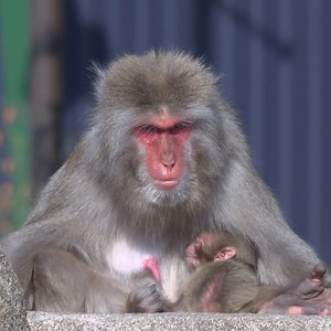 Macaque Island baby boom! The Japanese macaques welcomed yet another new addition born June 14! Mom Rikka, and baby are doing great!💚 Learn more: https://mkezoo.com/MacaqueBaby | Milwaukee County Zoo