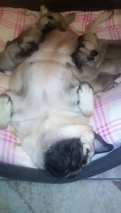 Pug puppy feeding | BuzzSharer Pugs
