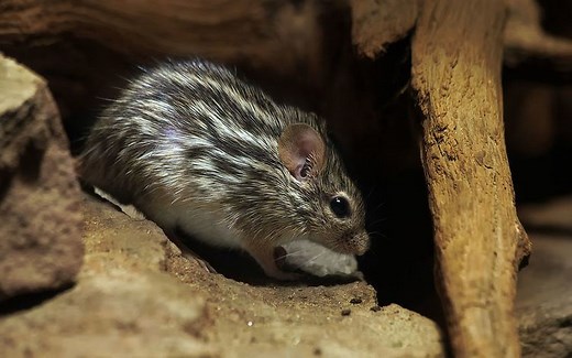 Barbary striped grass mouse - Alchetron, the free social encyclopedia