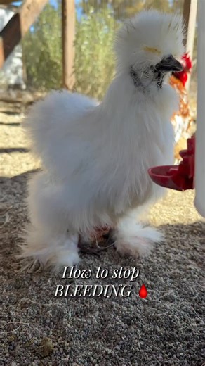 @simplychickensofficial | How to stop a chickens toenail from bleeding! 🐓🩸￼ #chickensofinstagram #chicken #firstaid #bleeding #farmlife #tips #reels | Instagram