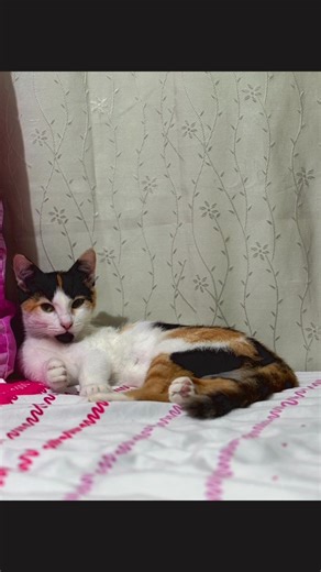 Bonding with dad 😹🫶🏼 #furyou #meow #cat #furbabiesarefamily #meowmeow