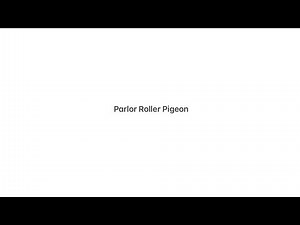 Parlor Rollers at the Great Western Pigeon Show