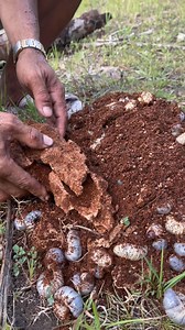 EXOTIC FOOD #highlights #ManoyAlcarazVlog | Ricky Amorillo Alcaraz