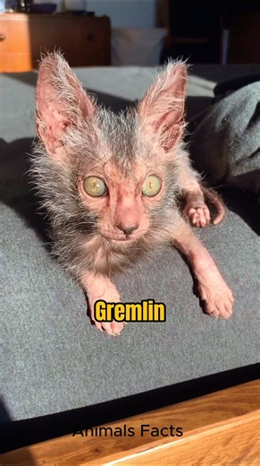 307K views · 6.9K reactions | Discover Lykoi Cat  #lykoi #lykoicat | Animals Facts | Facebook