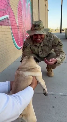 🥰 Pug Screams Bloody Murder Seeing Soldier Reacts To Uniform Surprise #pugs #soldiers #funny