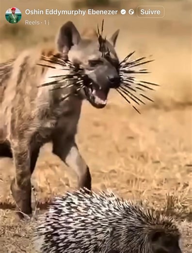 Ibra Italien ak Madiambal Diagne lay guiss ni 😂🤣😁🏃🏾‍➡️ | Abdalah Yakin Diop