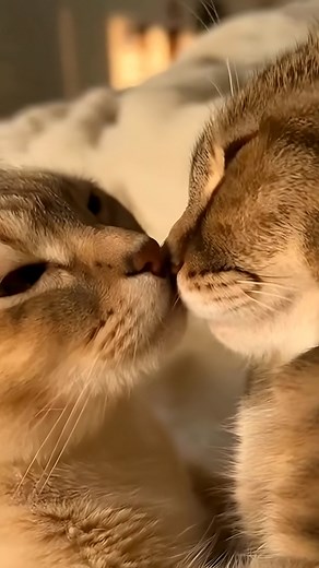 POV: You're witnessing the most intense cuddle session of the century 😻 These two cats are purr-sistent with their affection! We can't handle the cuteness overload. 🔥 #love | FuFu’s Cat House
