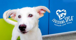 Our History - Louisiana SPCA