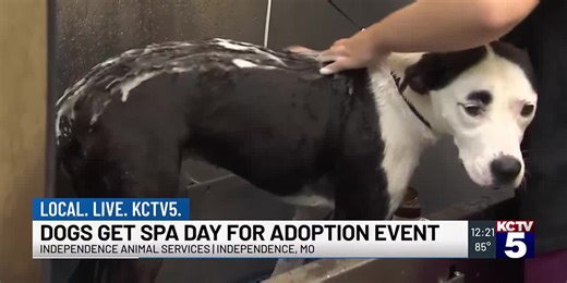Dogs get spa day for adoption event in Independence