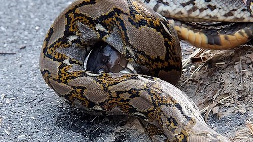 King cobra triumphs after facing death in brutal fight with python