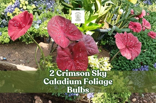 2 Crimson Sky Caladium Foliage Bulbs Elephant Ear Shade Garden Tropical - Etsy