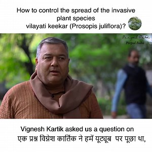 20K views · 1.5K reactions | How to control the spread of the invasive plant species Vilayati keekar (Prosopis juliflora)? | Peepal Baba | Facebook