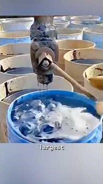 How Fractional Distillation Separates Crude Oil — Explained