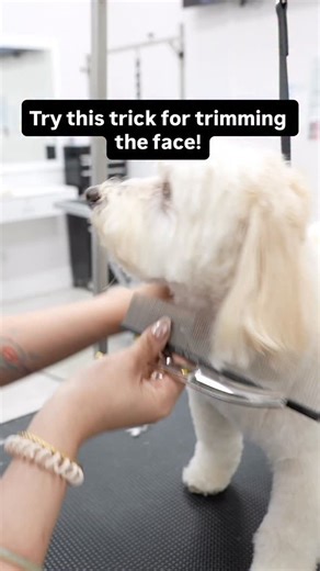 38K views · 2.7K reactions | Trimming the face! Setting the chin line #doggrooming #sanjosedoggrooming | Northern California Grooming Academy | Facebook