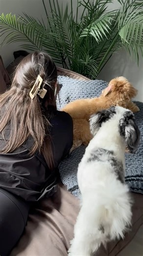 Sofie Marie on Instagram: "set up my new sofa bed with me!來懶✨ refresh your home, simplify your life. comment SOFA and I will send you the ! use code “Sofia” at checkout for 12% off #nationaldecoratingmont #PovisonStyle #PovisonSpringRefres #mypovison #asmr #sofabed"