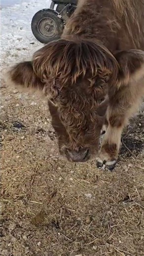 Highland cow taking out her aggression #farmlife #pets #farmanimals #highland #aggressive #cow