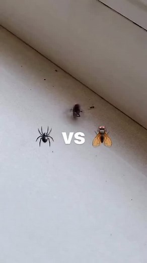 Wildlife | Documentary | Nature on Instagram: "Tiny Spider, Big Catch: A Battle of Wits and Webs In the world of spiders, size doesn’t always matter! Watch in awe as a tiny spider uses its intricate web to catch a giant fly, showcasing nature’s perfect balance of strategy and strength. The tiny spider rushes in, using its speed and precision to immobilize the fly. Despite its size, the spider’s clever tactics and powerful venom ensure the fly has no chance of escape. - Spiders are master enginee