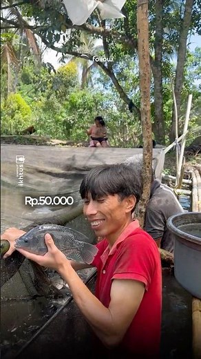 Harvesting JUMBO-sized Tilapia worth 50K/kg #fishfarming #earthenpond #tilapia