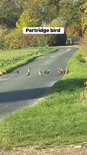 23 reactions · 12 comments | Both “my true love” and the partridge in a pear tree represent Jesus — the partridge because it's a bird that will sacrifice its life to save its children. #highlight #partridge | Melody Mansay Pepper | Facebook